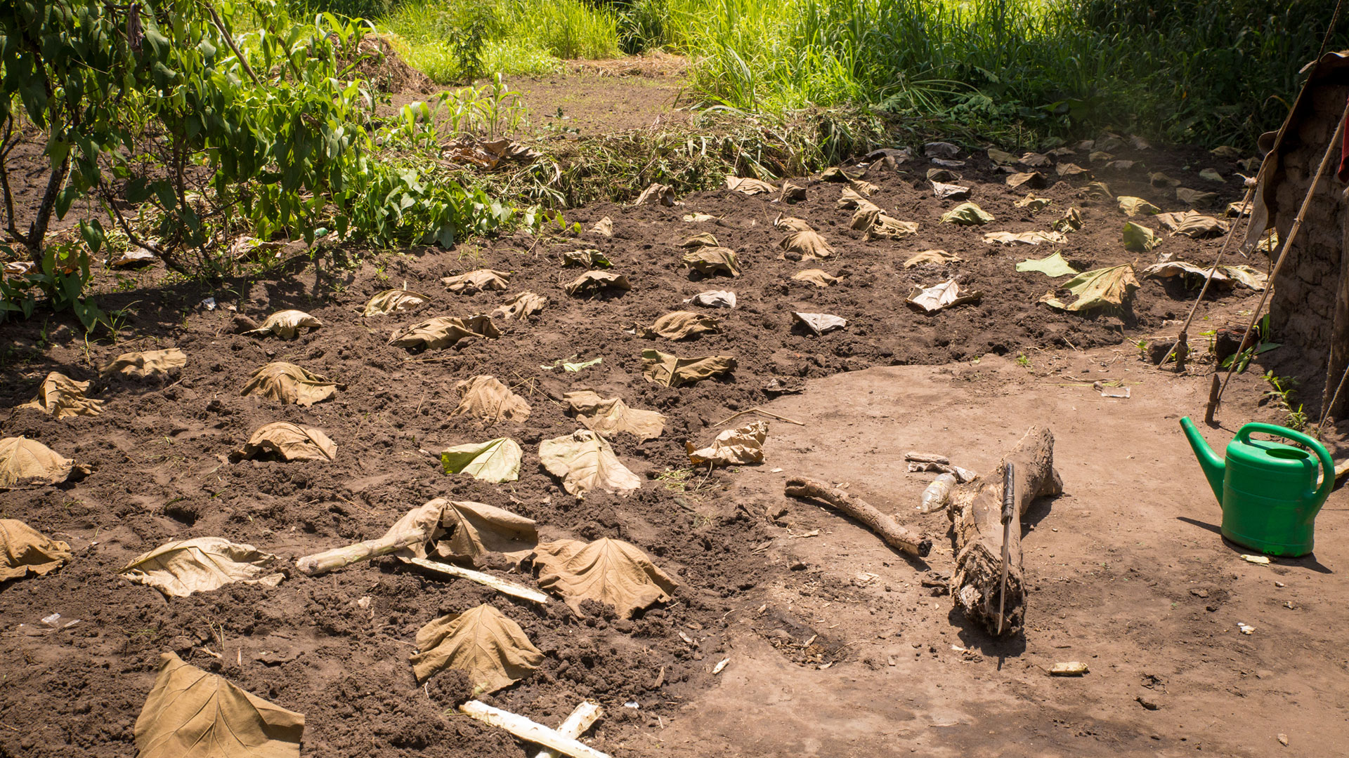Natural umbrellas protect seedlings
